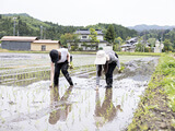 田植え体験