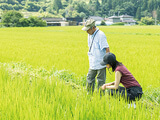 稲の生長観察